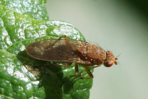 Suillia sp.